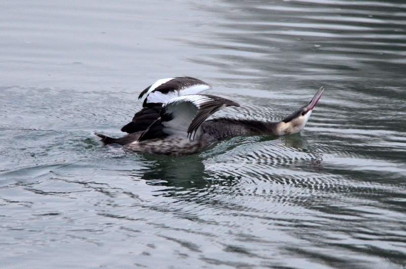 Uno svasso che fa il morto